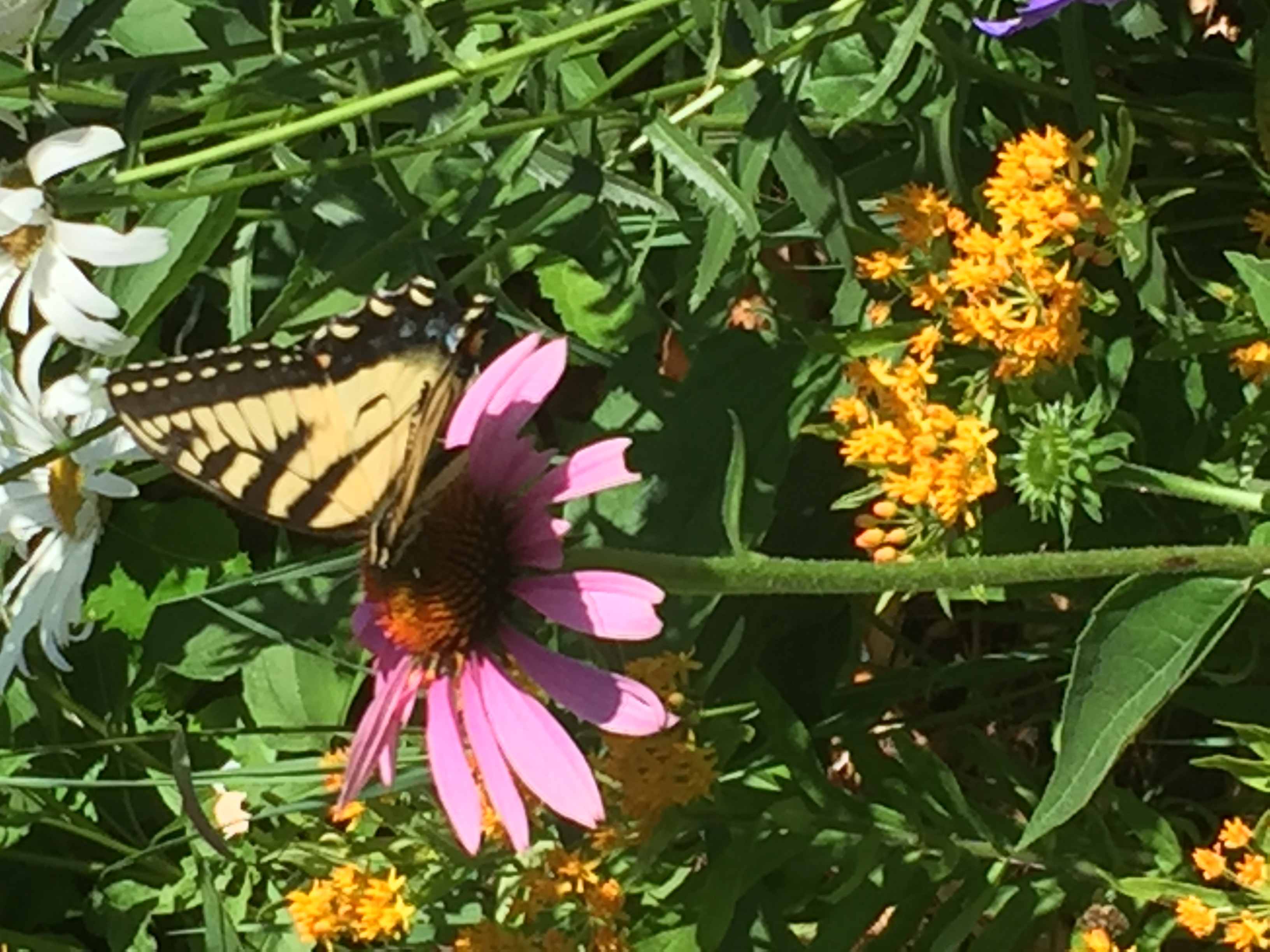 My pollinator garden