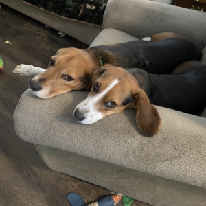 My beagles were my coworkers at the beginning of the pandemic