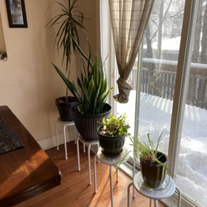 Plants make home livable