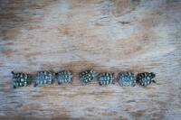 small line turtles